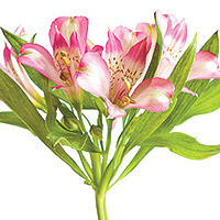 Alstroemeria