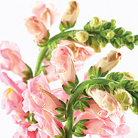 Alstroemeria